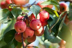 The Total Guide To Growing Caring For A Crabapple Tree