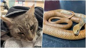 Jika anda pernah ternampak kelibat ular berbisa yang melintas di kawasan berhampiran kediaman anda, anda boleh pasang perangkap dengan menjadikan tikus sebagai umpan. Arthur Kucing Yang Sanggup Korbankan Nyawanya Selamatkan 2 Anak Tuannya Dipatuk Ular Berbisa Kitareporters Semua Boleh Jadi Reporter