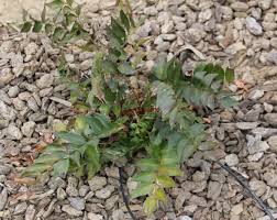 Image result for Cyrtomium