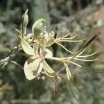 Image result for Cadaba farinosa