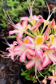 Image result for Aneilema spekei