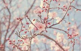Blossom Cherry Blossom Japanese Cherry Blossom Blossom