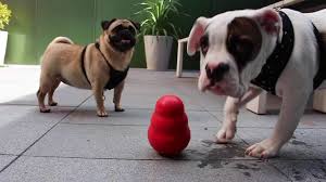 Find other dog owners in your apartment building or neighborhood who would like to take walks with you or even just come over for a puppy play date. 5 Tips For Keeping A Dog In An Apartment Youtube