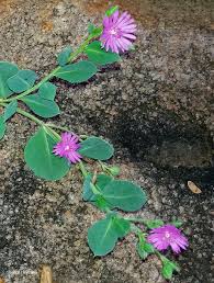 Image result for Corbichonia decumbens