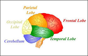 Brain With Color Coded Lobes Growth Mindset Teaching Growth Mindset Brain Based Learning