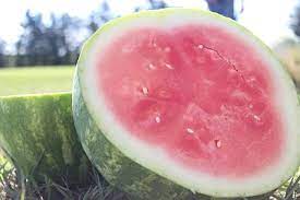 Fun Facts About Seedless Watermelons The Growers