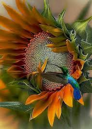 Zdjecie Farkli Ve Kucuk Bir Kus Turu Sinek Kusu Naturephotography Photography Horse Sunrisephotograph Colorful Birds Beautiful Birds Pretty Birds