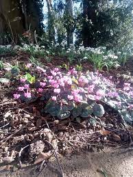 Allium Florist Stow On The Wold Facebook 417 Photos