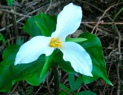 Send a beautiful flower arrangement virtually anywhere in washington state. Trillium Is The Flower No One Should Pick Home Scene Thereflector Com