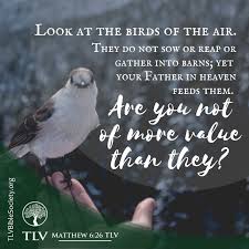 Look At The Birds Of The Air Verse Look At The Birds Of The Air They Do Not Sow Or Reap Or Gather Into Barns Yet Your Father In Heaven You Are The Father Heavenly Father Inspirational Verses