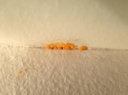 Image result for site:byggahus.se svamp