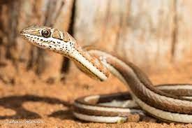 Western Yellow Bellied Sand Snake Psammophis Subtaeniatus From Hoedspruit S Africa Snake Sand Reptiles