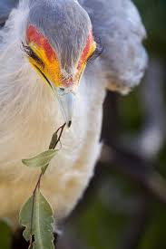 Secretary bird portrait with feathers on the head erect. Secretary Birds Sagittarius Serpentarius Have Fabolous Eyelashes Like Us Natureisfuckinglit