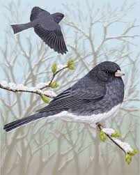 Black Bird With Orange Belly In Georgia Dark Eyed Junco Whatbird Com Dark Wings Dark Bird