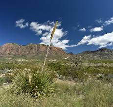 Image result for Spermacoce deserti