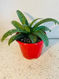 Image result for Drimiopsis