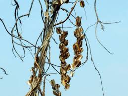 Image result for Sericorema remotiflora