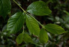 Image result for Rothmannia urcelliformis