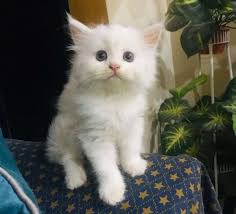 Doll face persian kitten for sale. Persian Kittens Cat Buy And Sell Pets In Karachi Pakistan