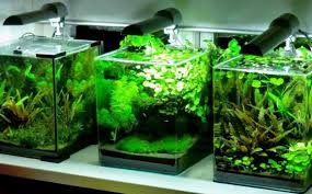 Buying guide for best betta fish tanks betta fish tank features to consider tips betta fish tank most betta fish tanks are rectangular or square, but you can also find round bowls large enough to house a. Betta Fish Tank Vang Bettas
