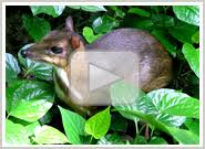 Pilihan haiwan eksotik yang banyak. Welcome To Zoo Negara