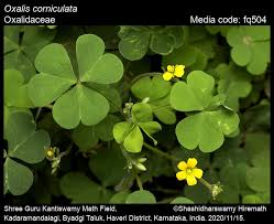 Image result for Oxalis corniculata