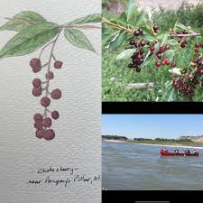 Country kid snacks like birch bark and honeysuckle