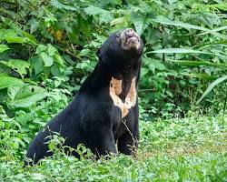 A Malayan sun bear in the jungle canopy.