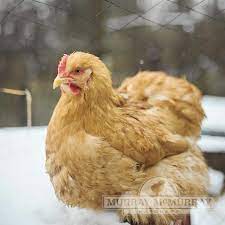 Buff cochin bantam chicken numbered limited edition giclee print of a watercolour painting by myles laurence art. Murray Mcmurray Hatchery Buff Cochins