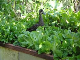 A pest is any animal or plant harmful to humans or human concerns. Insect Pests Of Vegetables Agriculture And Food