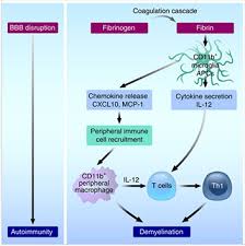 Image result for Fibrinogen