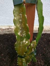 Check spelling or type a new query. Red Rusty Dots On Dragon Fruit Cactus