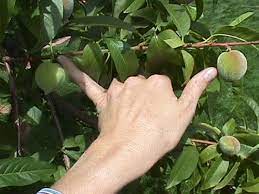 Buy the best fruit trees for your backyard orchard from grandpa's orchard fruit tree nursery! 15 Tree Fruit And Nuts Nc State Extension Publications