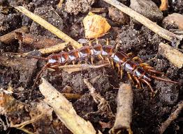 The basement is the most common place to see centipedes in a home. House Centipedes How To Prevent Centipedes Raid Bug Basics