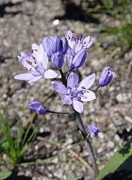 Image result for Scilla benguellensis
