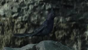 When katniss wore a pin with this bird on it in the 74th hunger games, the capitol was angry. Mockingjay Bird The Hunger Games Wiki Fandom