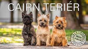 Image result for cairn teriér
