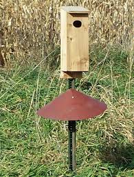 Build a wood duck house! Wood Duck Boxes Early Wins The Race Prior Lake Sports Swnewsmedia Com