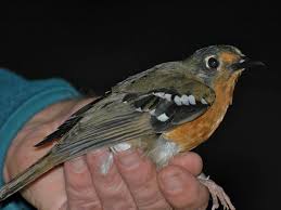 Kelompok 5 besar jenis burung kicau termahal di indonesia, mulai dari burung kenari urutan ke lima, anis merah, burung kacer 5 jenis burung tledekan yang populer di indonesia halo bosku dividio kali ini saya membahas tentang 5jenis jenis burung. Kenali 8 Jenis Burung Anis Yang Ada Di Indonesia