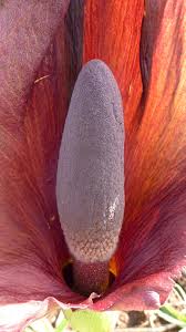 Image result for Amorphophallus abyssinicus