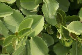 Image result for Cissus cornifolia