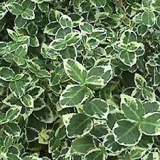 Image result for Euonymus fortunei
