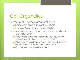 This in turn will lead to. Ppt The Human Animal Cell Powerpoint Presentation Free Download Id 2097259