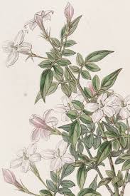 Image result for Jasminum schimperi