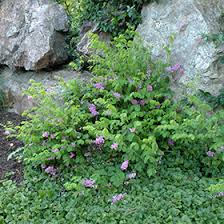 Image result for Indigofera kirkii