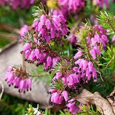 Erica Spp Flower Images Best Flower Wallpaper
