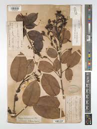 Image result for Rourea