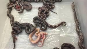 Happy Mothers Day Boa Constrictor Babies From Boaconstrictor Com Youtube