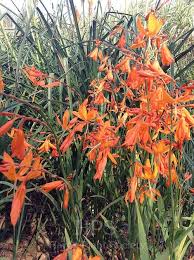 Image result for Crocosmia aurea