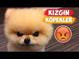 Kizgin Kopek Videolari 2018 Derleme Youtube